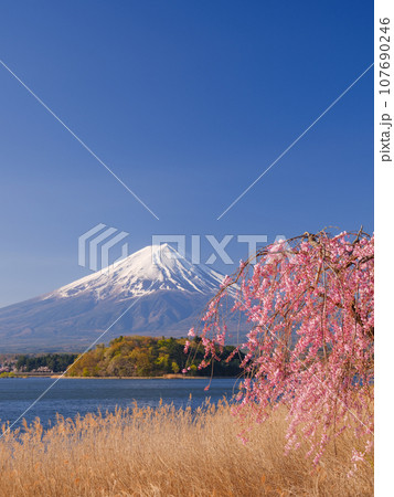 満開の桜と富士山_日本を象徴する絶景 107690246