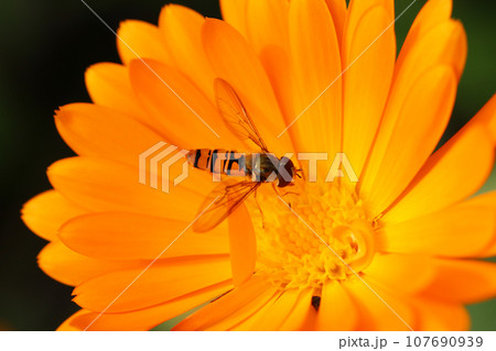 Orange pot marigold flower in close up with hoverfly Orange pot marigold flower in close up with hoverfly 107690939