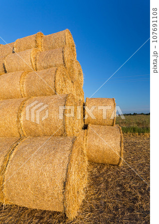 Piled hay bales on a field against blue sky 107691108