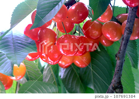 収穫間近のサクランボ 収穫間近のサクランボ 107691384