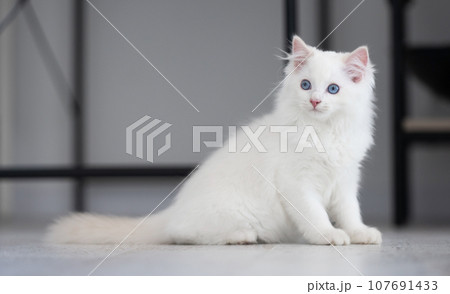 Ragdoll cat outdoors 107691433