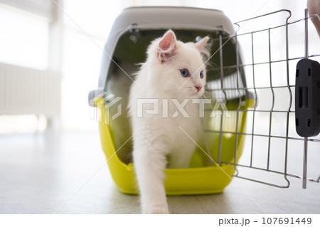 Ragdoll cat outdoors 107691449