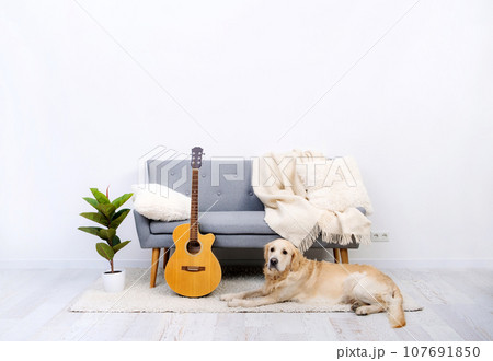 Dog lying near sofa in light room 107691850