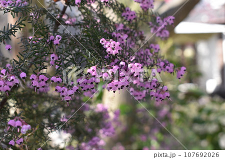 ジャノメエリカ 107692026