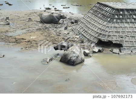 Dirty cows hiding in the water from the heat in Vietnamese rural area 107692173