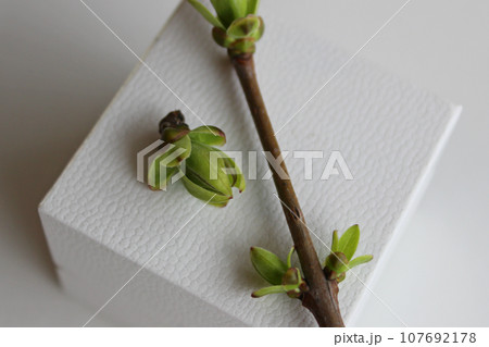 Twig with barely blossoming buds and green bud separately on a white gift case closeup stock photo 107692178