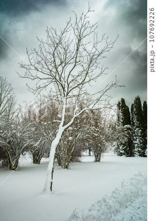 Snow-covered tree and bushes on a cloudy winter day Snow-covered tree and bushes on a cloudy winter day 107692226