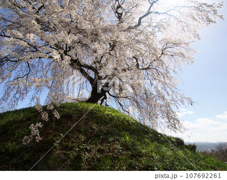 斜面に咲く一本の桜 斜面に咲く一本の桜 107692261