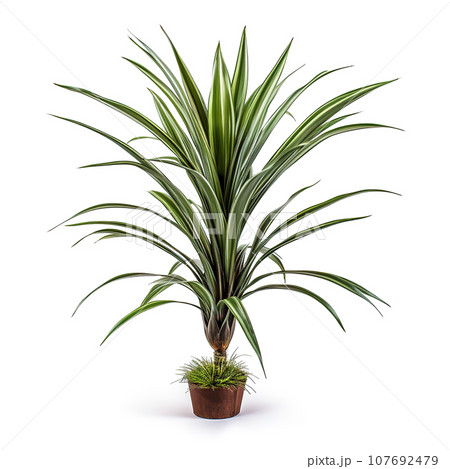 Image of dracaenas tree in plant pot on white background. Illustration, Generative AI. 107692479