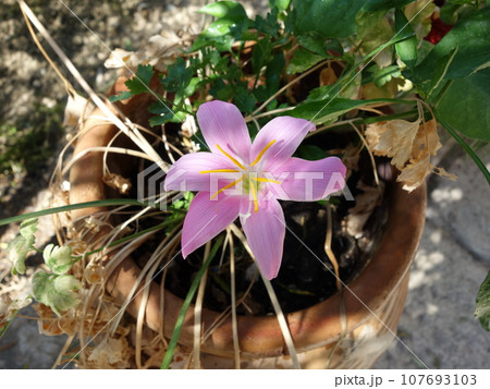 ゼフィランサスの花 107693103