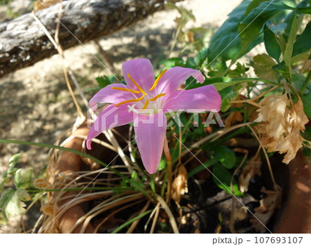 ゼフィランサスの花 ゼフィランサスの花 107693107