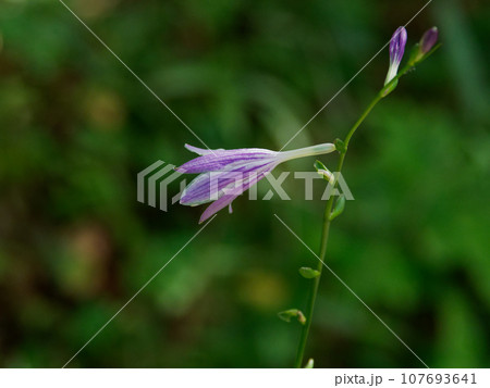 可憐な花 キジカクシ科コバギボウシの花 可憐な花 キジカクシ科コバギボウシの花 107693641