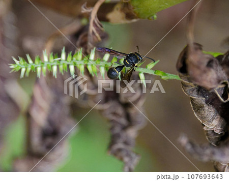 狩り蜂 ドロバチ科カタグロチビドロバチ 狩り蜂 ドロバチ科カタグロチビドロバチ 107693643