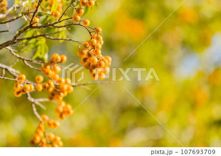 Close up shot of Sapindus saponaria tree with mature fruits 107693709