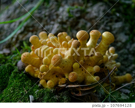 きのこワールド　フウセンタケ科オオワライタケ群生 107694128