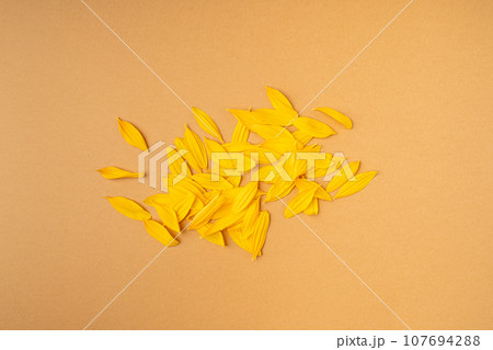 Yellow Petals Isolated, Sunflower Petal Pile, Orange Blossom Design 107694288