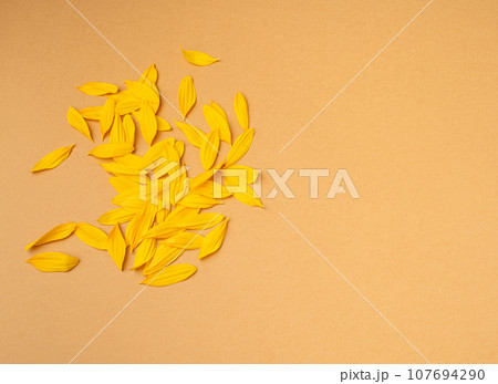 Yellow Petals Isolated, Sunflower Petal Pile, Orange Blossom Design Yellow Petals Isolated, Sunflower Petal Pile, Orange Blossom Design 107694290