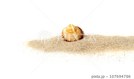 Seashells in Sand Pile Isolated Seashells in Sand Pile Isolated 107694786