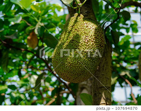 熱帯果樹温室風景　クワ科パラミツの果実 107694870