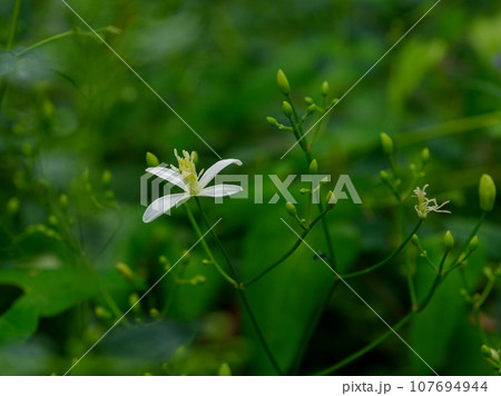 キンポウゲ科センニンソウの開花 キンポウゲ科センニンソウの開花 107694944