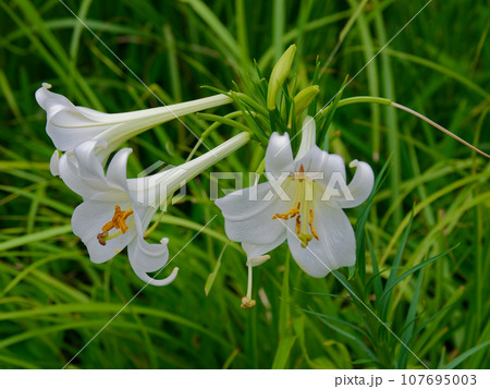 タカサゴユリの清楚な花 タカサゴユリの清楚な花 107695003