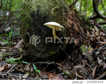 きのこワールド木材腐朽菌マツオウジ 107695542