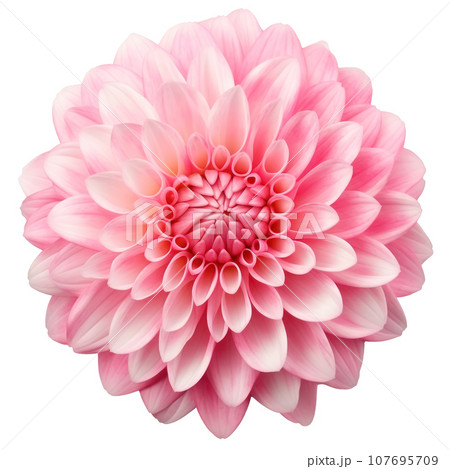 delicate pink chrysanthemum flower buds and leaves isolated 107695709