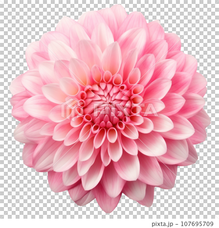 delicate pink chrysanthemum flower buds and leaves isolated 107695709