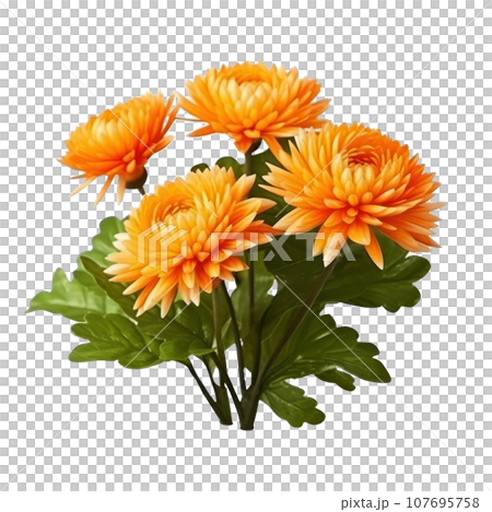 delicate orange chrysanthemum flowers, buds and leaves isolated over white background without shadow delicate orange chrysanthemum flowers, buds and leaves isolated over white background without shadow 107695758