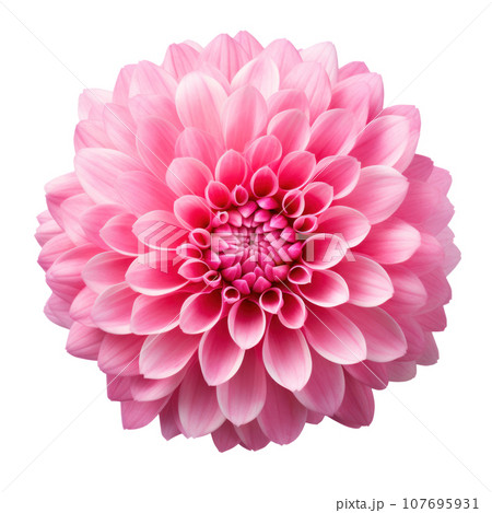 delicate pink chrysanthemum flower buds and leaves isolated delicate pink chrysanthemum flower buds and leaves isolated 107695931