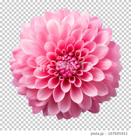delicate pink chrysanthemum flower buds and leaves isolated delicate pink chrysanthemum flower buds and leaves isolated 107695931