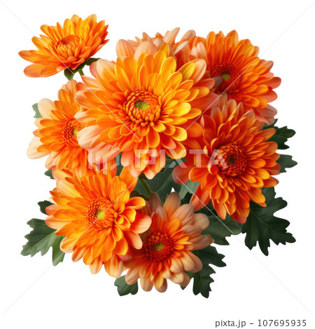 delicate orange chrysanthemum flowers, buds and leaves isolated over white background without shadow delicate orange chrysanthemum flowers, buds and leaves isolated over white background without shadow 107695935