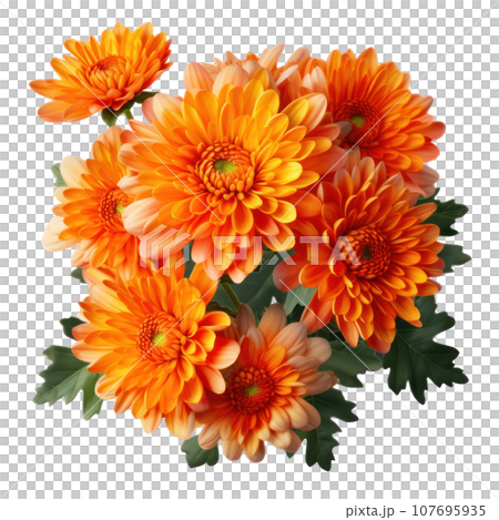 delicate orange chrysanthemum flowers, buds and leaves isolated over white background without shadow delicate orange chrysanthemum flowers, buds and leaves isolated over white background without shadow 107695935