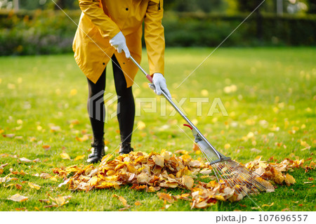 Raking fallen leaves from the lawn. Using a metal fan rake to clean the lawn from fallen leaves. 107696557