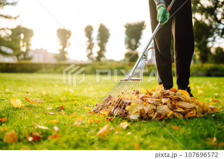 Removal of leaves in autumn garden. Rake, pile of fallen leaves on lawn in autumn park. Volunteering 107696572