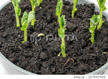 Pea leaf isolated. Green leaves, Macro Photo of Sprouted Legume Seeds in a Pot Pea leaf isolated. Green leaves, Macro Photo of Sprouted Legume Seeds in a Pot 107697449