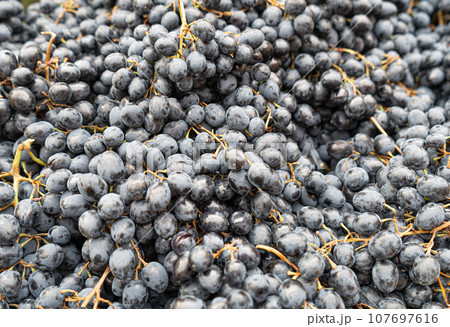 Blue Grape Texture Background, Grapes Pattern with Copy Space 107697616