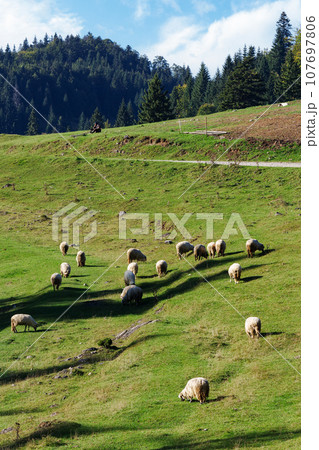 flock of sheep grazing on the steep grassy hill. beautiful nature scenery on a sunny day in autumn. bihor county, romania 107697806