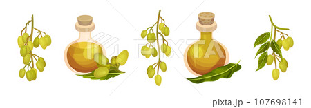 Neem Plant with Leafy Branches and Fruits Vector Set 107698141