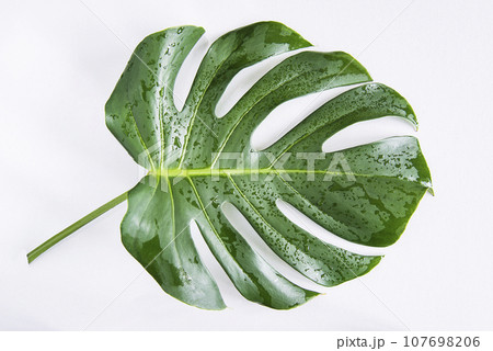 One monstera leaf on the white background One monstera leaf on the white background 107698206