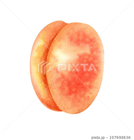 Watercolor bright orange apricot Watercolor bright orange apricot 107698636