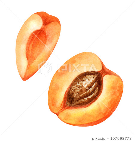 Watercolor part of a bright orange apricot with a slice. 107698778