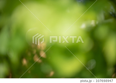 Green with beige defocused background. Dekfocus light natural blurred leaves. 107698947
