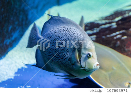 Adult gray angelfish, Pomacanthus arcuatus swims 107698971