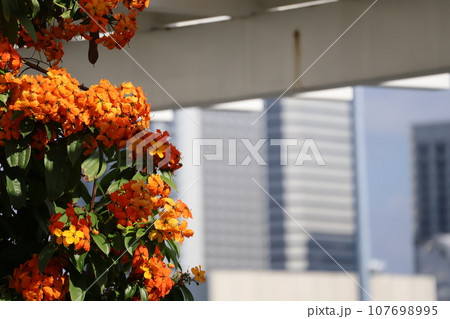 緑の葉とオレンジ色の花びらのバウヒニアコッキアナの花にピントが合わせ高層ビルの街並みをぼかした風景 107698995