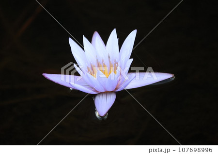 薄紫色の花びらのスイレンの花を黒バックでアップで撮影した風景 107698996