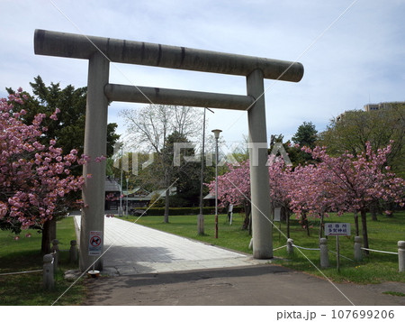 春の札幌護国神社の風景_札幌市 春の札幌護国神社の風景_札幌市 107699206