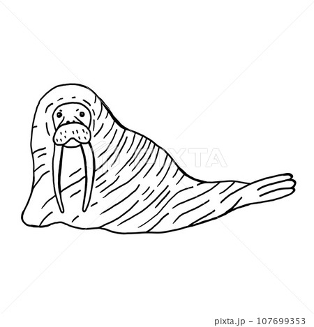 Walrus hand drawn vector illustration 107699353