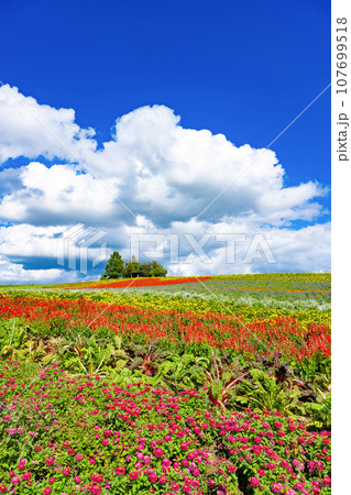 夏の北海道上富良野町 かんのファーム 夏の北海道上富良野町 かんのファーム 107699518