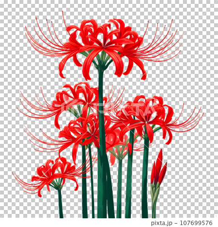 紅蜘蛛百合AI生成影像PNG 107699576